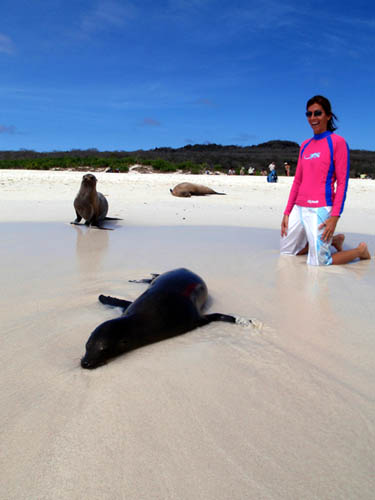 espanola galapagos sea lion