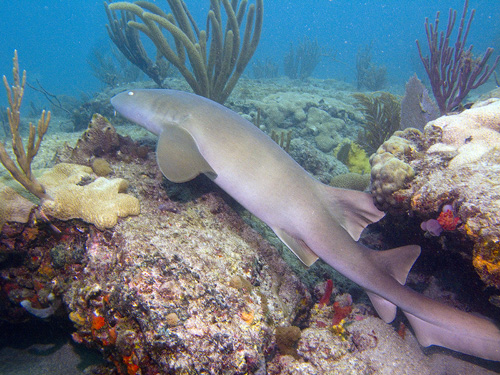 nurse shark pompano florida