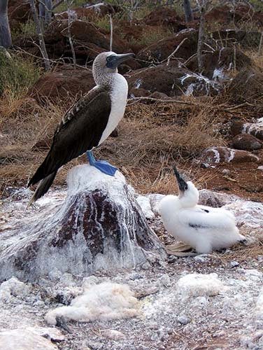 seymour island booby