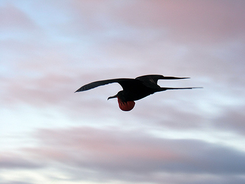 north seymour island frigate
