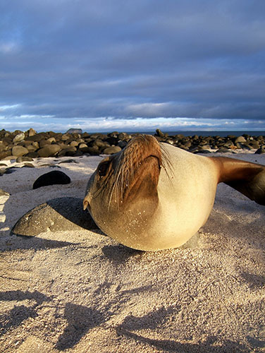 seymoursealion