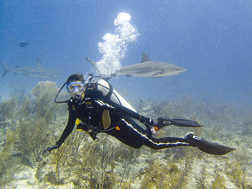 Where are all the sharks? - Scuba Diving, 2005