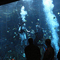 Wedding in Aquarium 2