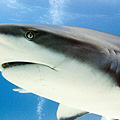 Scuba Diving, 2005